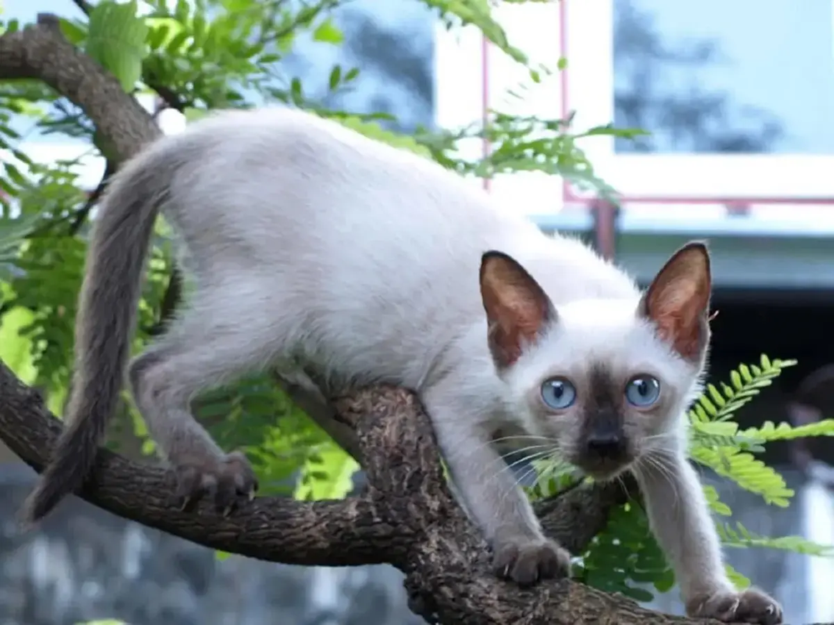 ทาสแมวต้องรู้ พฤติกรรม "เอาหัวมาสี" บอกถึงอะไรเราบ้าง?