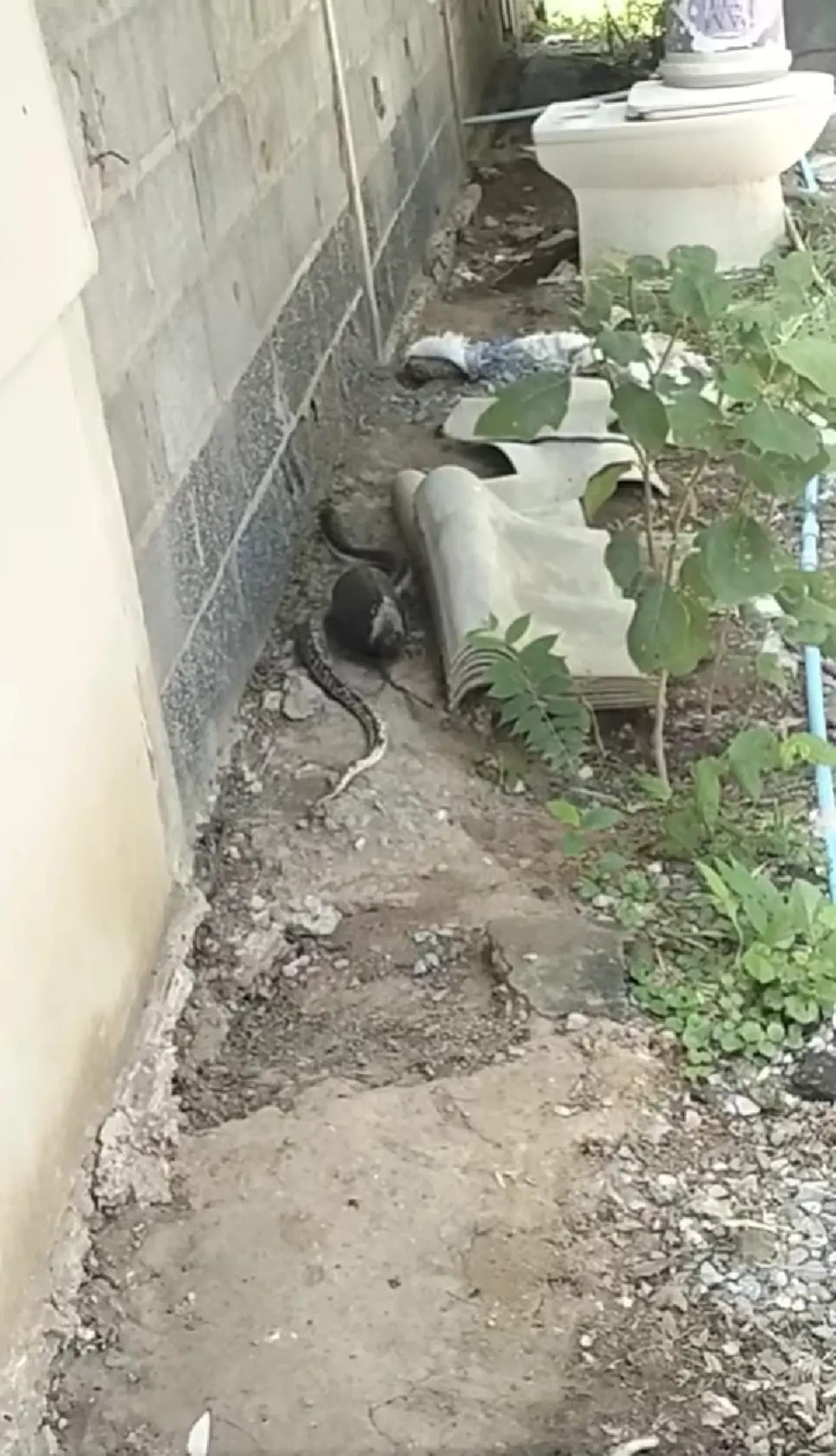 ฮือฮา หนุ่มเจอ "งูเห่าด่าง" ลายขาวดำแปลกตา โซเชียลชี้ชัดคืออะไร