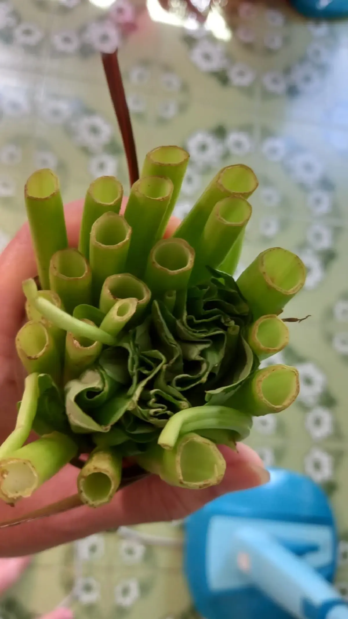 ลูกค้าวีน ซื้อผักบุ้งกำใหญ่ 10 บาท แกะเจอยัดไส้ใบ ชาวเน็ตรีบเบรก