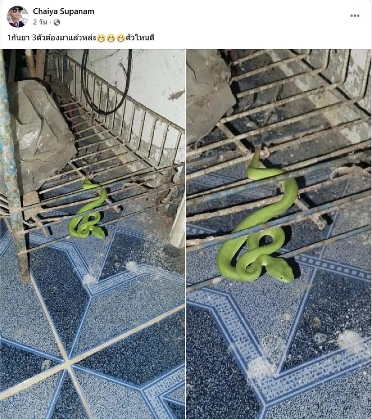 หนุ่มพบ งูเขียวหางไหม้ นอนเฝ้าหน้าบ้าน 3 คืนติด แห่ส่องเลขบ้าน