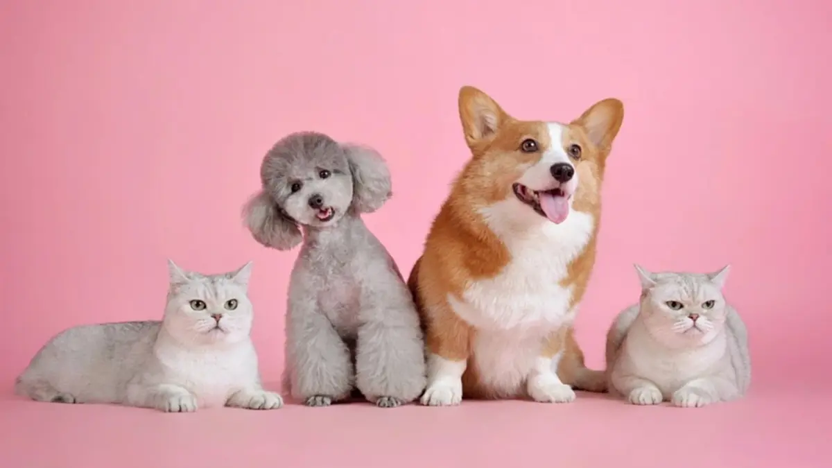 ทาสหมา-แมวต้องรู้! วิธีขึ้นทะเบียน + เอกสารที่ใช้ ฝังไมโครชิปฟรี