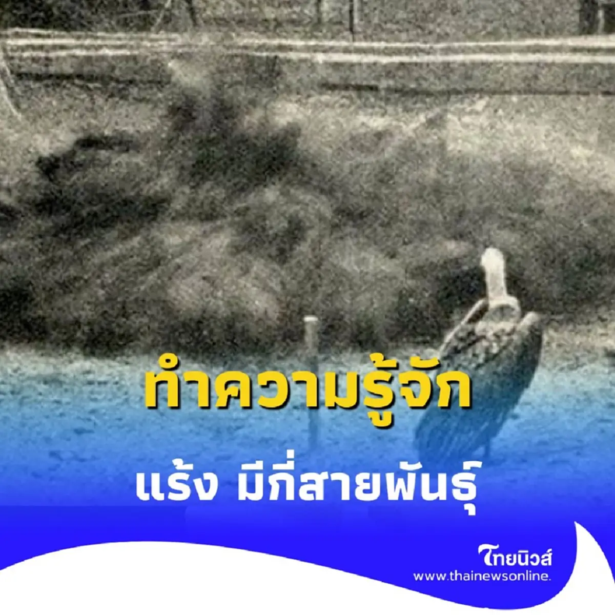 ย้อนดูภาพถ่ายแร้ง ที่วัดสระเกศสมัย ร.5 ที่หลายคนไม่เคยเห็น