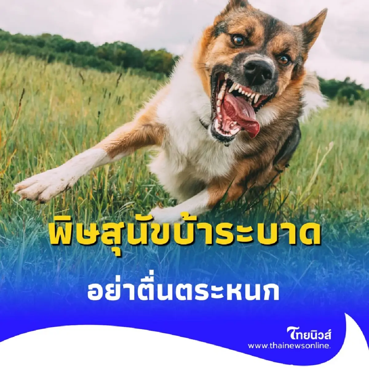 พิษสุนัขบ้าระบาด รมว.สธ.เร่งคุมเข้ม ย้ำวัคซีนเพียงพอ อย่าตื่นตระหนก