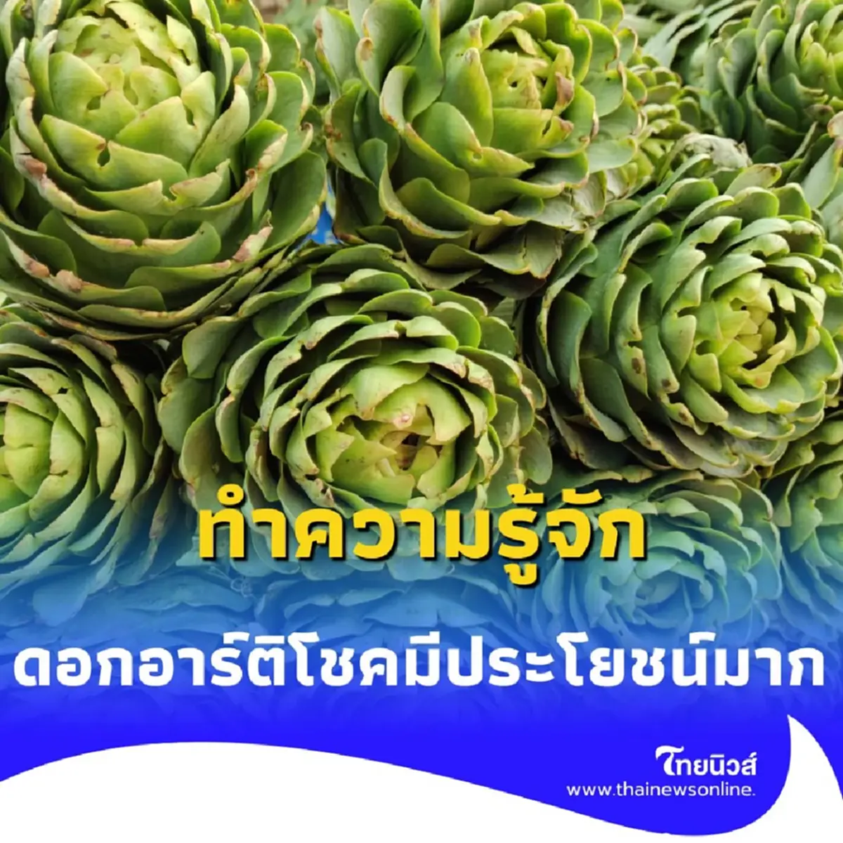 ทำความรู้จัก ดอกอาร์ติโชค ประโยชน์ดีงามที่คนรักสุขภาพตับต้องรู้