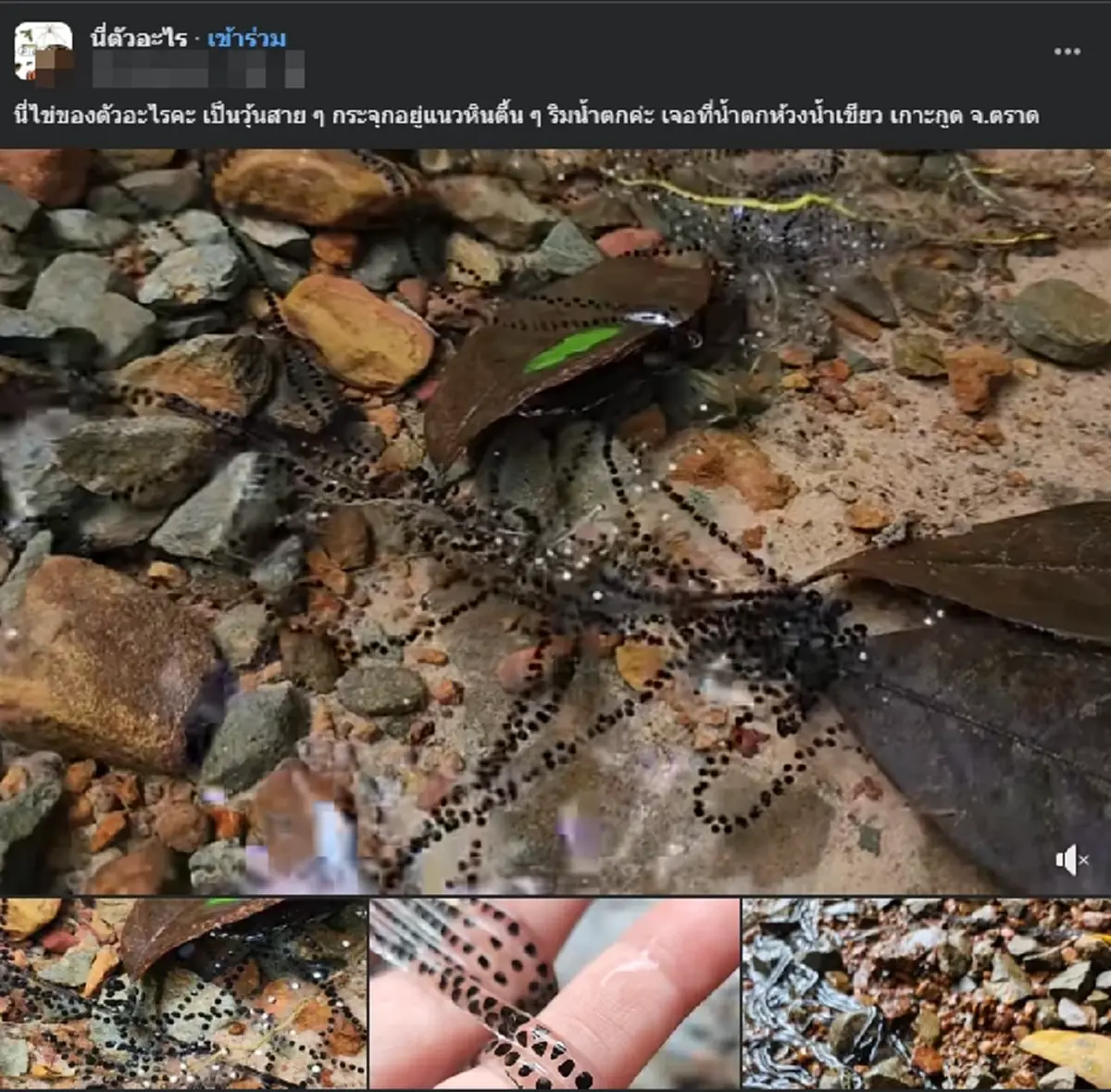 นักท่องเที่ยว เจอไข่ประหลาดในน้ำตก ก่อนชาวเน็ตเตือนถึงอันตราย