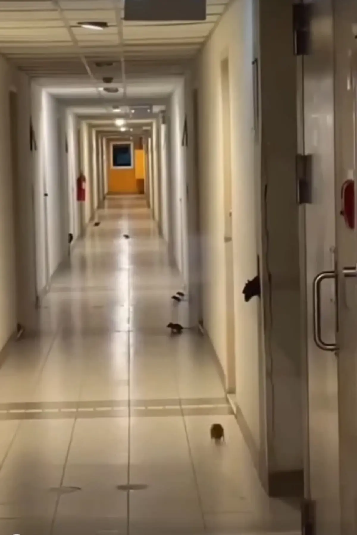 ผวากันทั้งคอนโด กองทัพหนูบุก เดือดร้อนหนักไม่กล้าออกจากห้อง