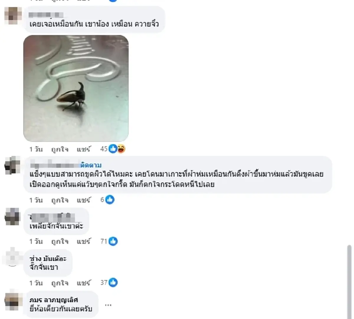 ฮือฮา แมลงปริศนามีเขา ผู้รู้เฉลยตัวนี้หายากจริง แถมหน้าตาสุดเท่