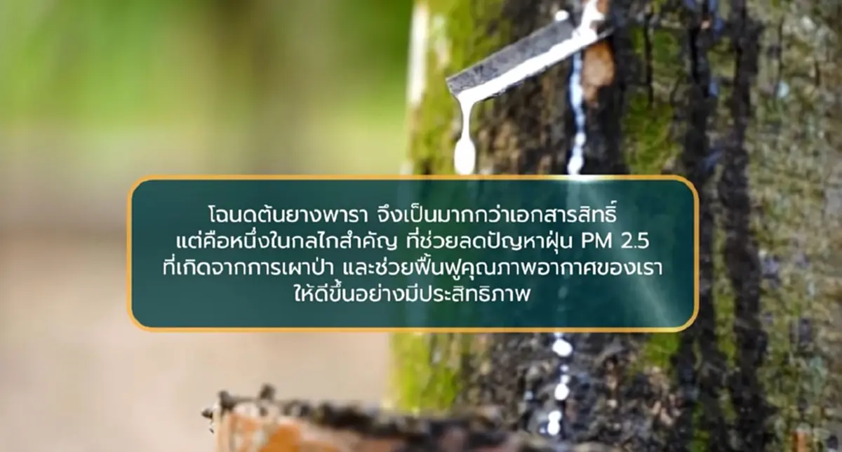 "โฉนดต้นยาง" ช่วยลดปัญหาฝุ่น PM2.5 ภัยคุกคามสุขภาพ