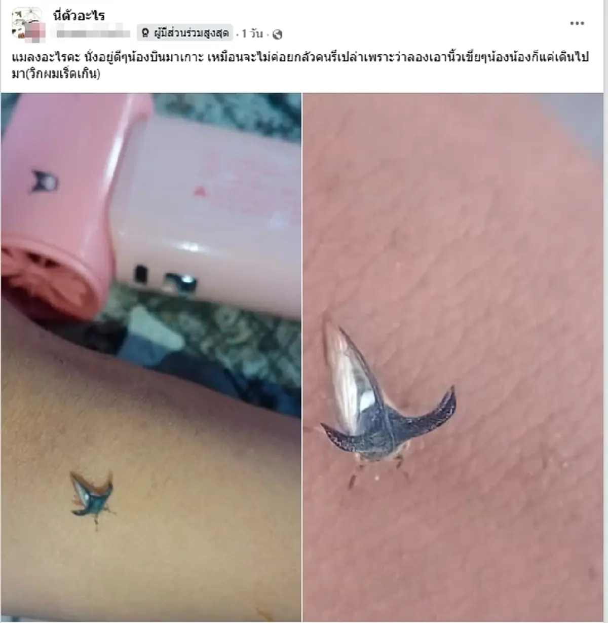 ฮือฮา แมลงปริศนามีเขา ผู้รู้เฉลยตัวนี้หายากจริง แถมหน้าตาสุดเท่