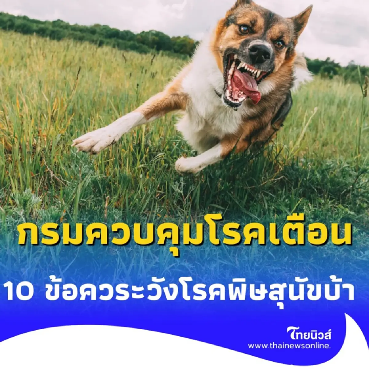 ทำความเข้าใจ มาตรการควบคุมโรคพิษสุนัขบ้าในบางพลี มีอะไรบ้าง