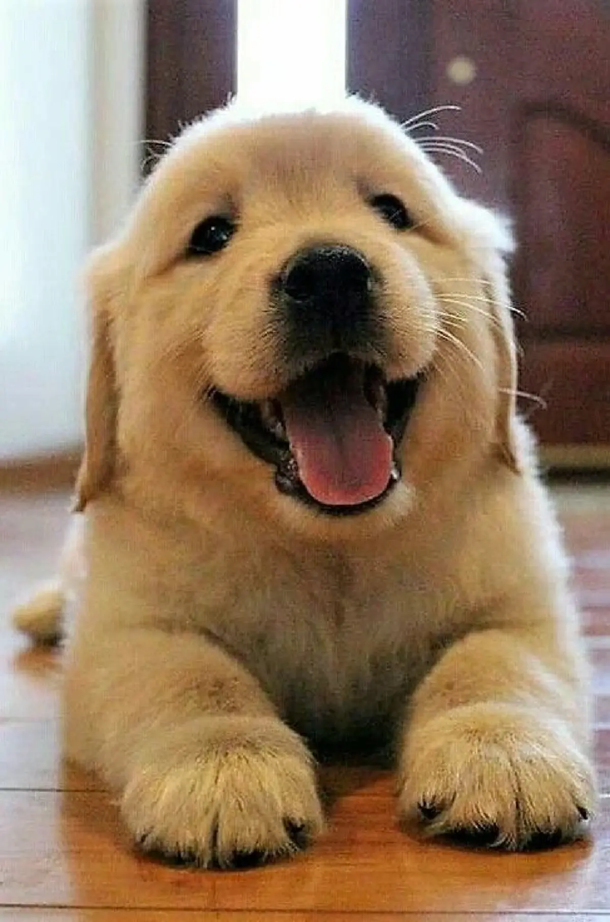 ทาสหมา-แมวต้องรู้! วิธีขึ้นทะเบียน + เอกสารที่ใช้ ฝังไมโครชิปฟรี