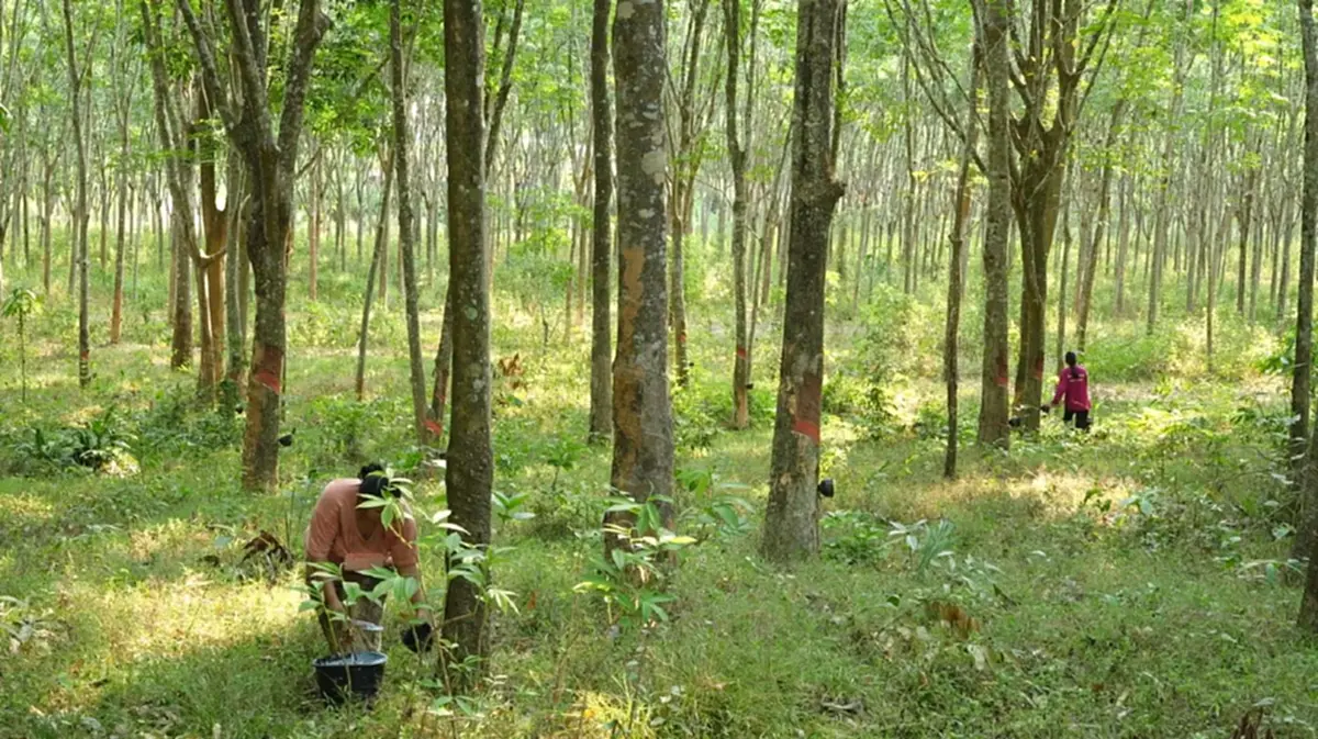 "โฉนดต้นยาง" ขอรับสินเชื่อจาก"สถาบันการเงิน"ได้จริง