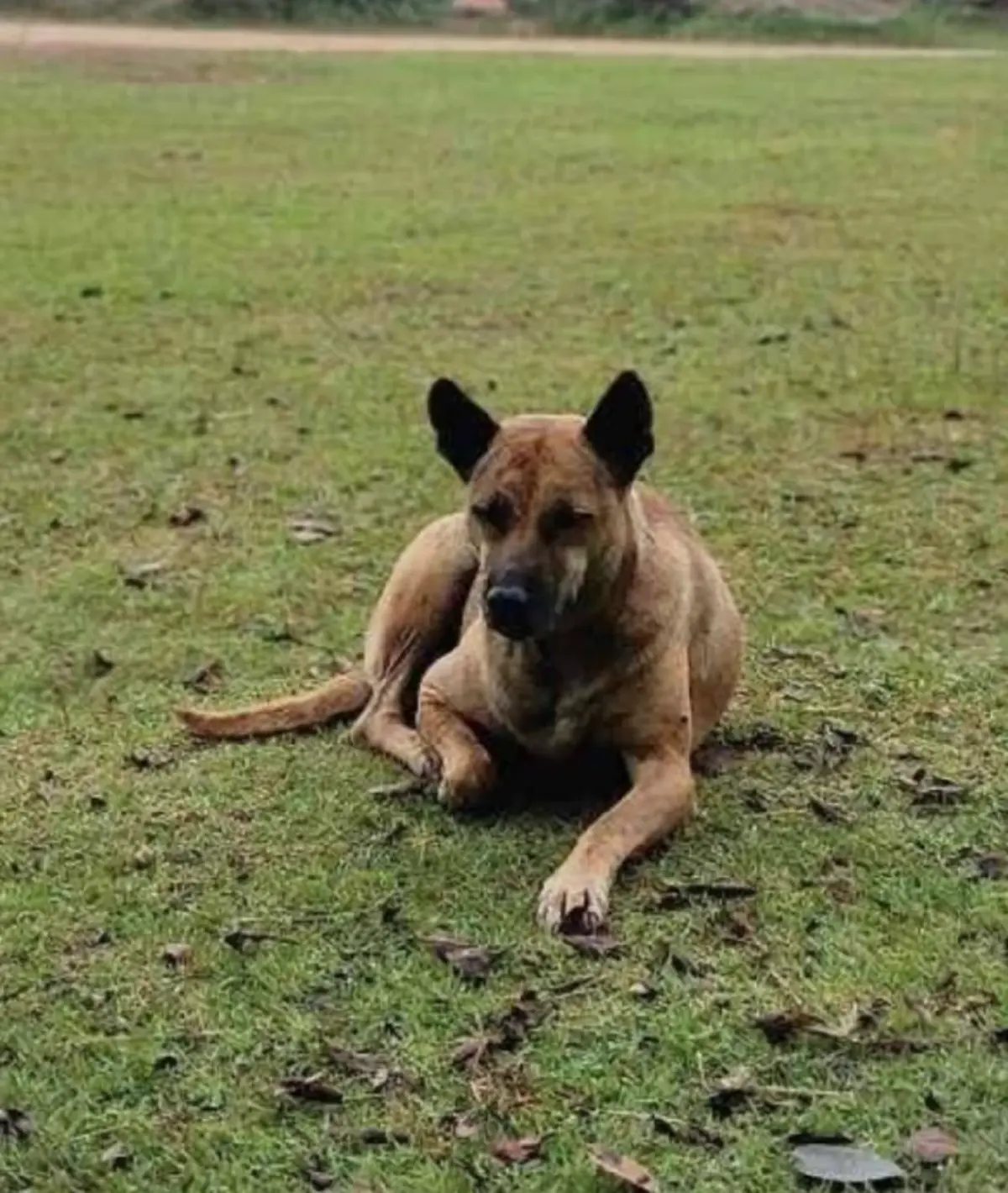 อาลัย "เจ้ากระทิง" ฮีโร่สี่ขาแห่งภูมะเขือ เผยนาทีสุดท้ายเศร้าใจ