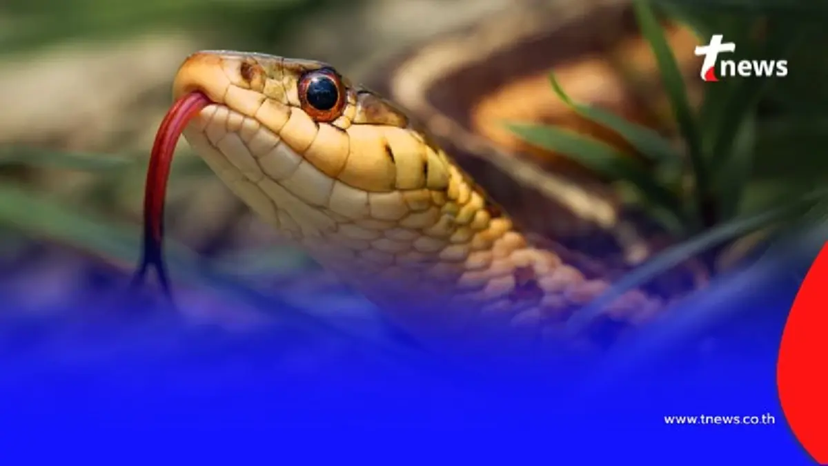 รู้จัก วิธีปฐมพยาบาลเบื้องต้น เมื่อถูกงูกัด เตรียมรับมือภัยร้ายใกล้ตัว