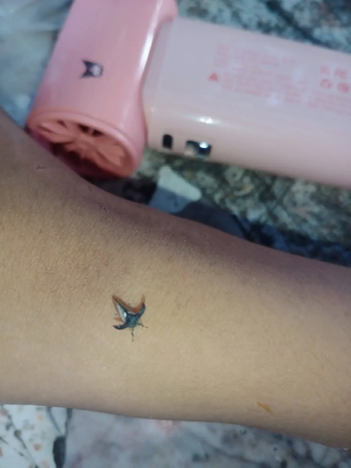 ฮือฮา แมลงปริศนามีเขา ผู้รู้เฉลยตัวนี้หายากจริง แถมหน้าตาสุดเท่