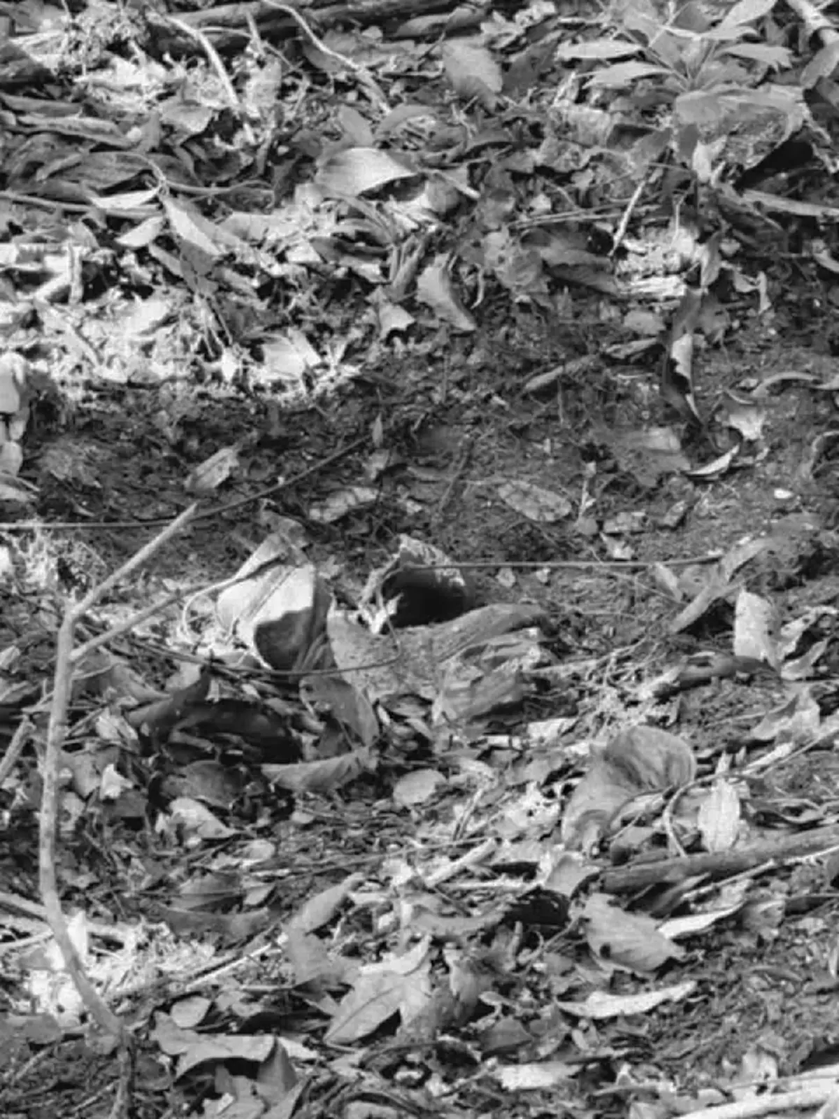 ไม่ไหวแล้ว เสียงสะท้อนชายแดน เพื่อนทหารเหยียบระเบิด สูญเสียขา