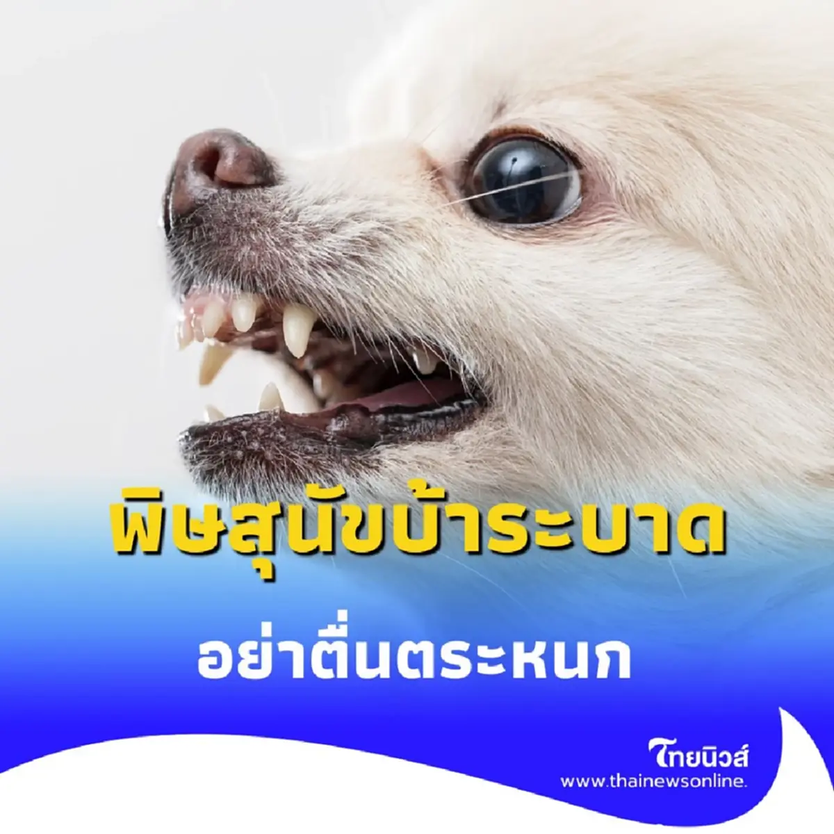 พิษสุนัขบ้าระบาด รมว.สธ.เร่งคุมเข้ม ย้ำวัคซีนเพียงพอ อย่าตื่นตระหนก