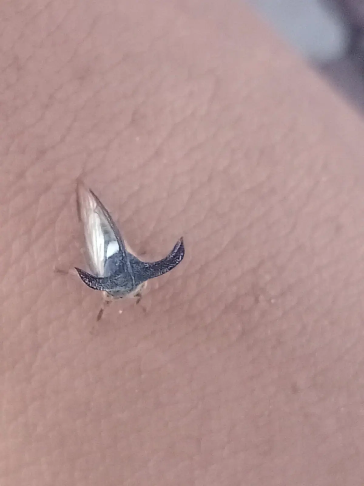 ฮือฮา แมลงปริศนามีเขา ผู้รู้เฉลยตัวนี้หายากจริง แถมหน้าตาสุดเท่