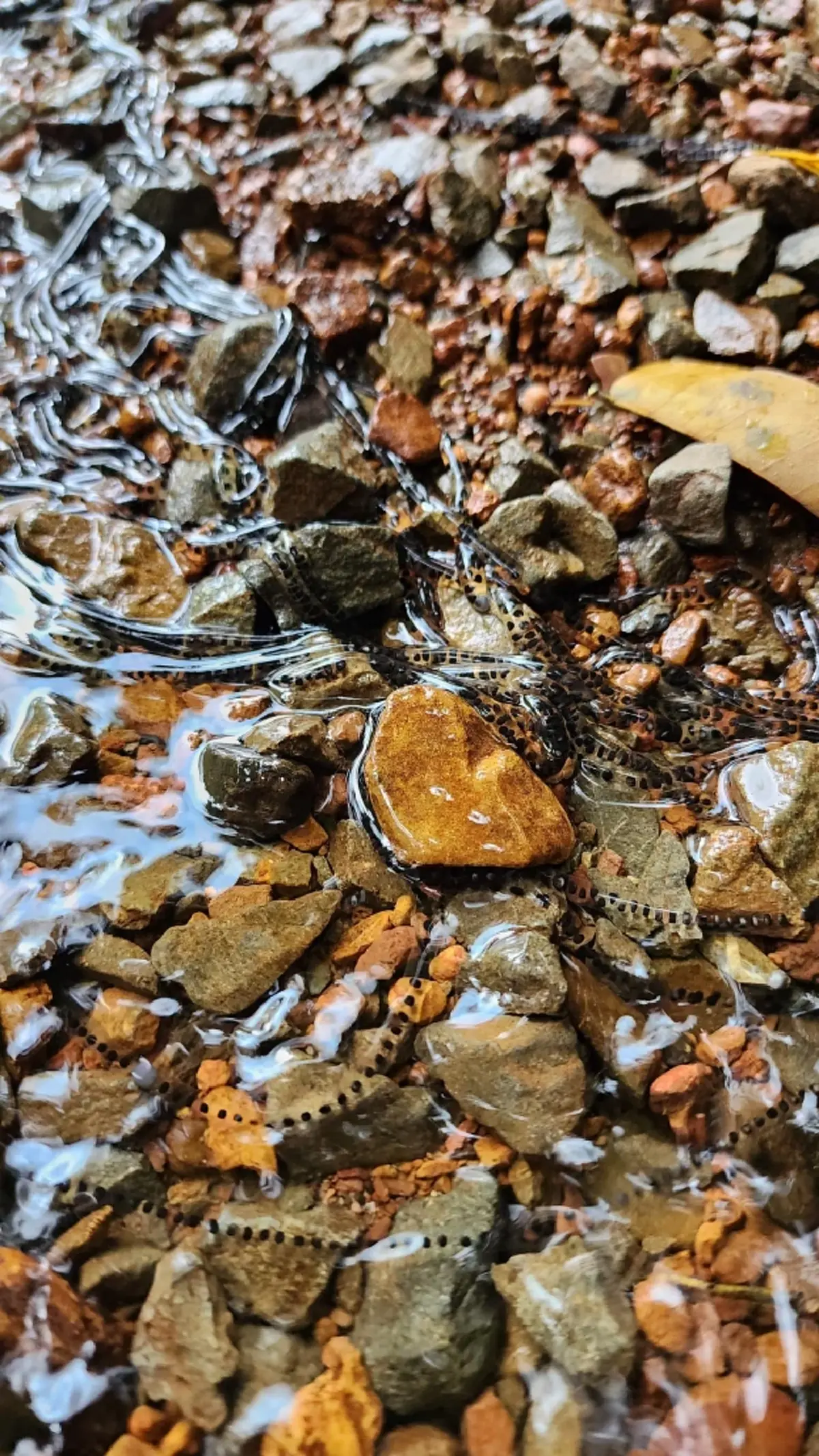 นักท่องเที่ยว เจอไข่ประหลาดในน้ำตก ก่อนชาวเน็ตเตือนถึงอันตราย