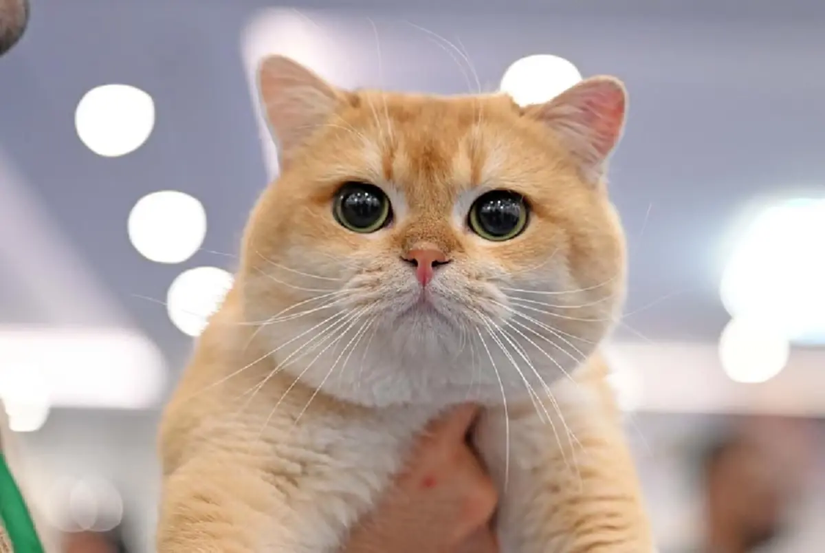 4 สัญญาณบ่งบอกว่า “แมวรักคุณ” แม้ไม่พูดแต่ก็แสดงออกชัดเจน