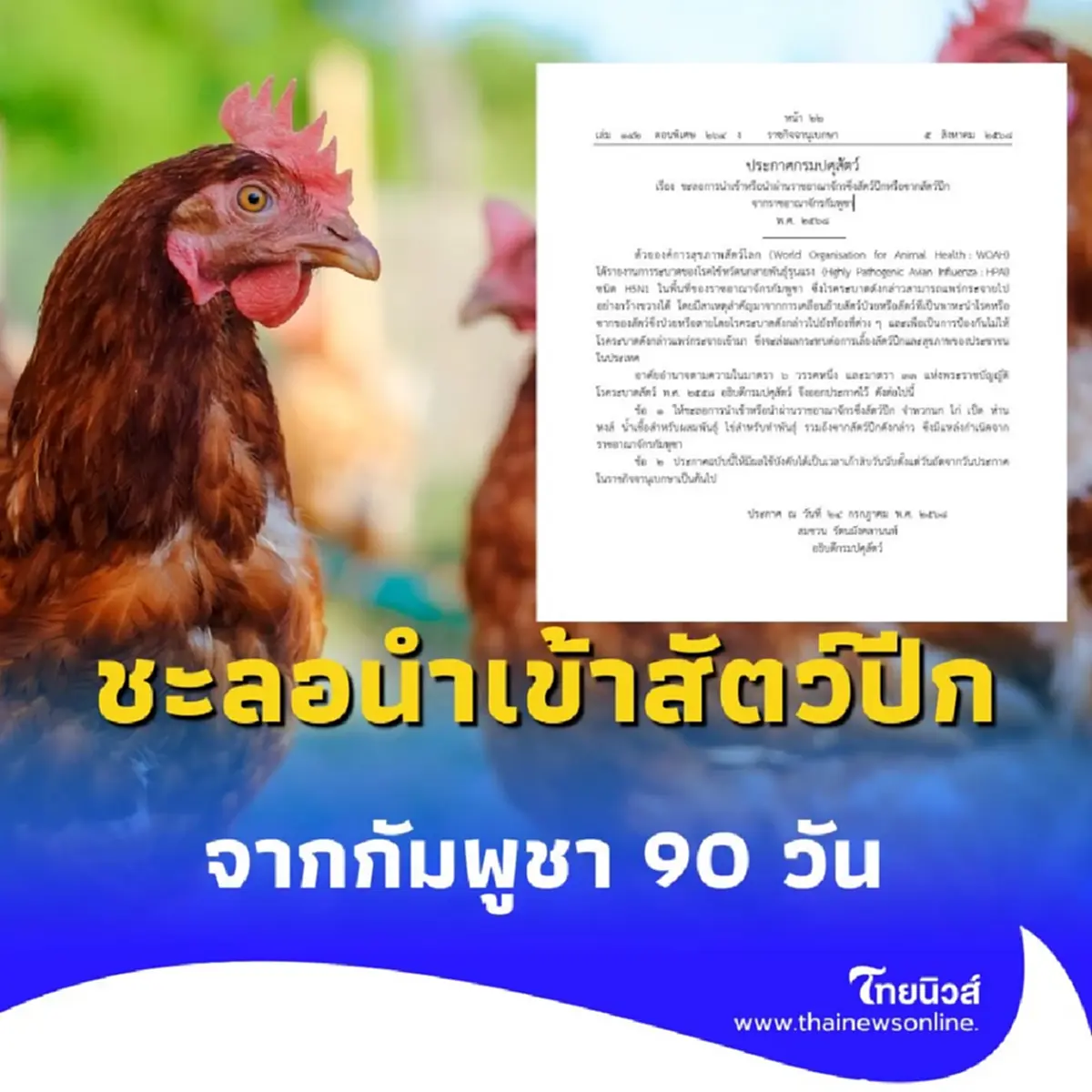 กรมปศุสัตว์ ชะลอนำเข้า สัตว์ปีก หลังพบไข้หวัดนก H5N1 ระบาดรุนแรง