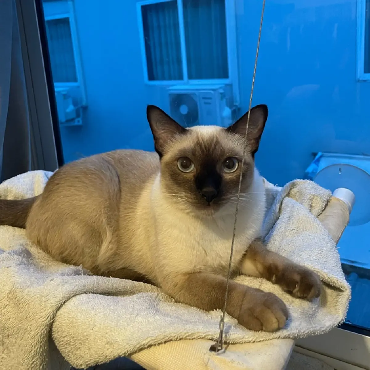 หนุ่มจุดธูป หวังสิ่งศักดิ์สิทธิ์ช่วย แมวสุดที่รักหายออกจากบ้าน