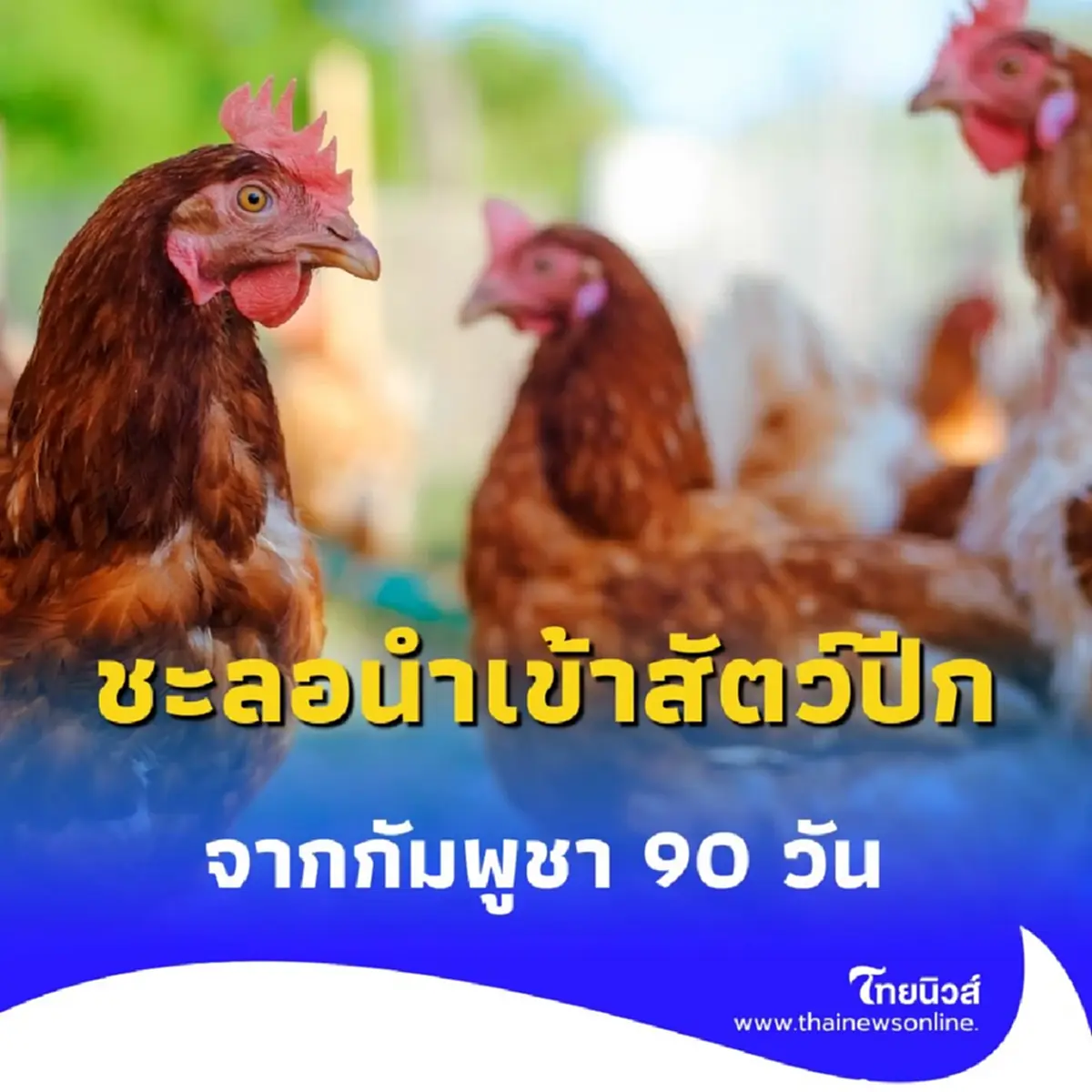 กรมปศุสัตว์ ชะลอนำเข้า สัตว์ปีก หลังพบไข้หวัดนก H5N1 ระบาดรุนแรง