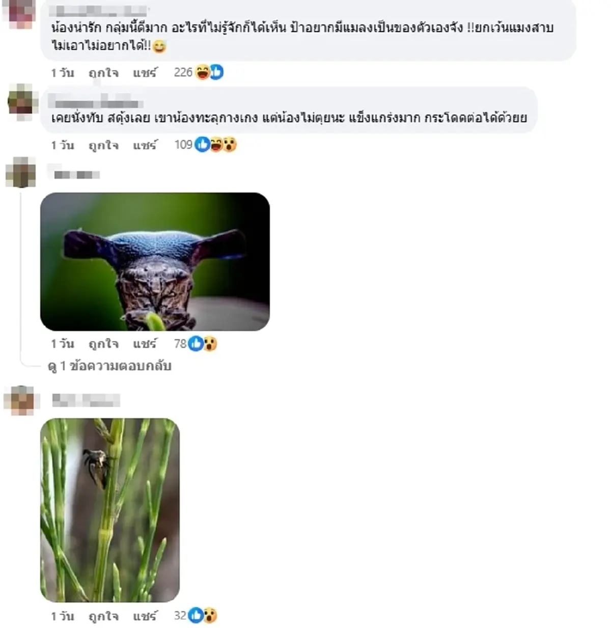 ฮือฮา แมลงปริศนามีเขา ผู้รู้เฉลยตัวนี้หายากจริง แถมหน้าตาสุดเท่