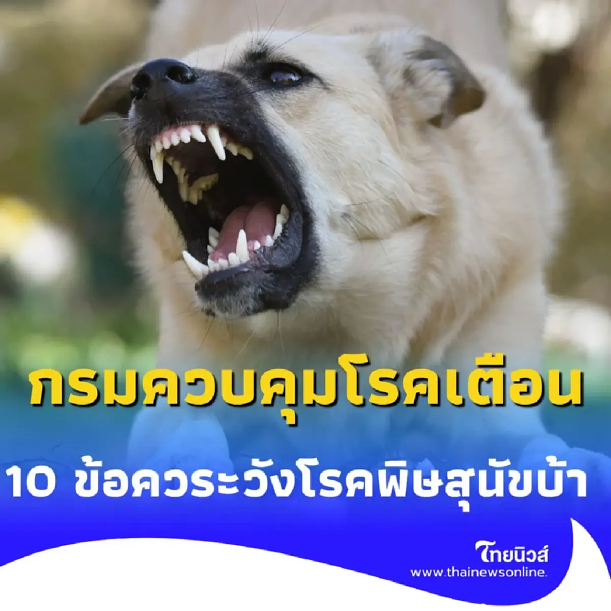 ทำความเข้าใจ มาตรการควบคุมโรคพิษสุนัขบ้าในบางพลี มีอะไรบ้าง