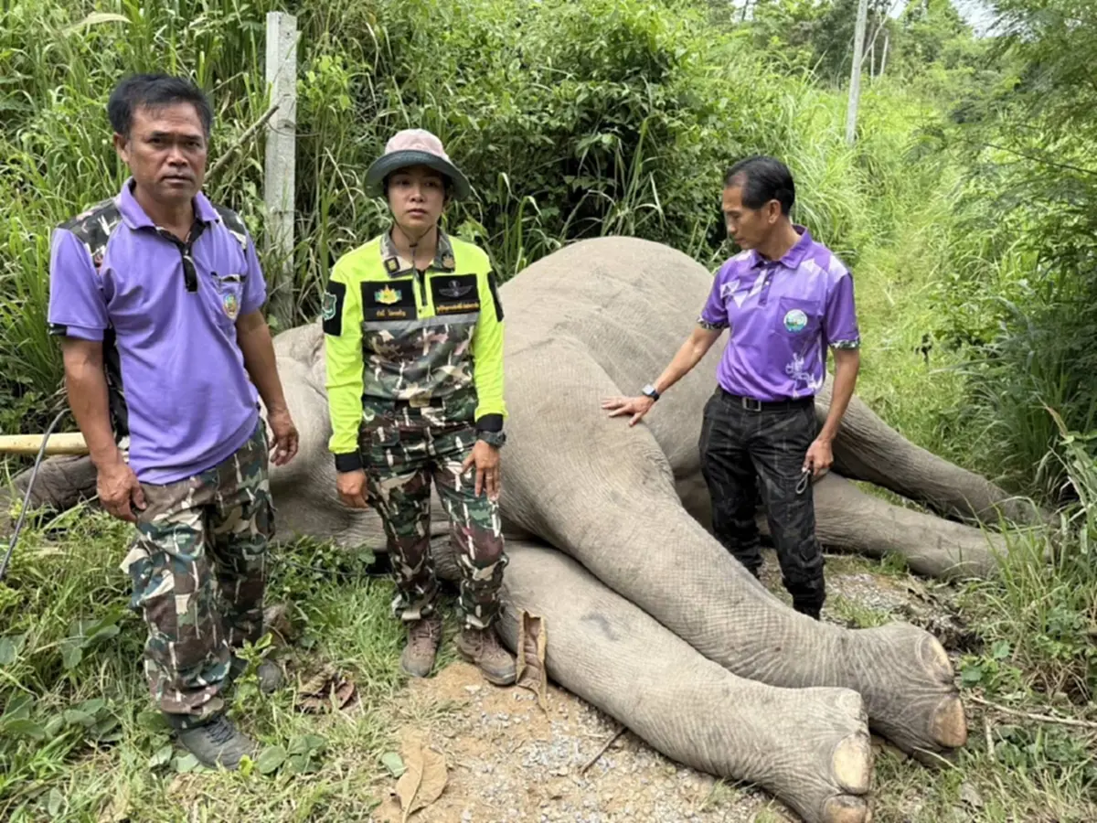 สูญเสีย พลายขุนศึก ช้างป่าเขาใหญ่ชื่อดัง สาเหตุแสนเศร้าใจ