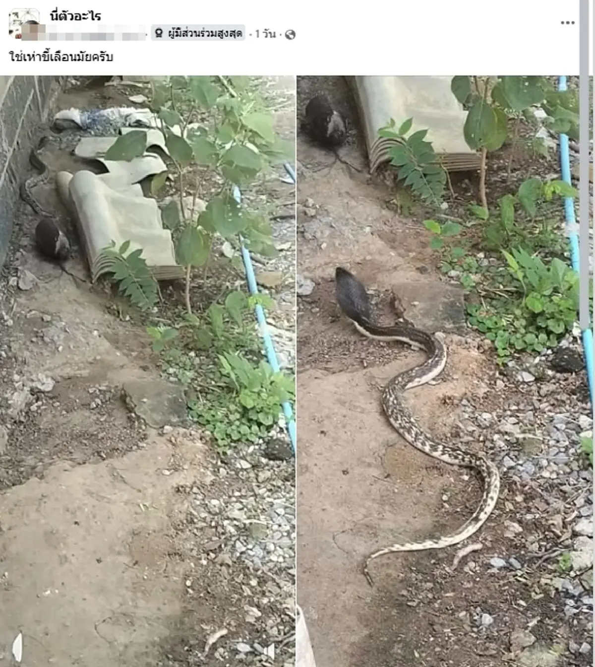ฮือฮา หนุ่มเจอ "งูเห่าด่าง" ลายขาวดำแปลกตา โซเชียลชี้ชัดคืออะไร