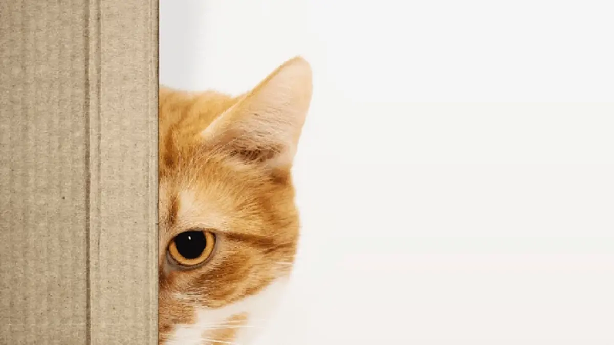 ”ทำไมแมวชอบแอบมอง”? ไขความลับสายตาที่ทำให้ทาสหลงรัก!