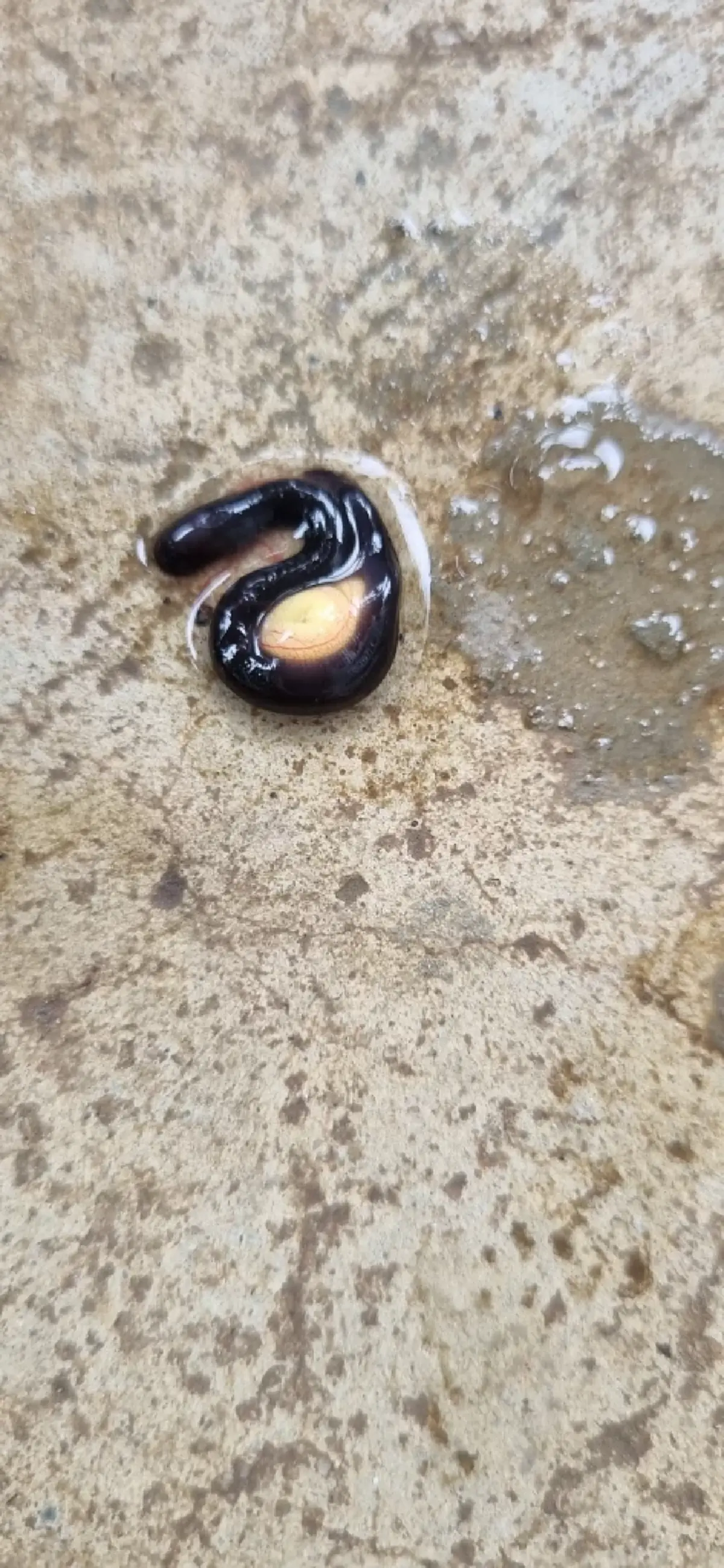 สาวเจอไข่ปริศนาไหลมากับน้ำ สงสัยคือตัวอะไร ชาวเน็ตช่วยเฉลยแล้ว