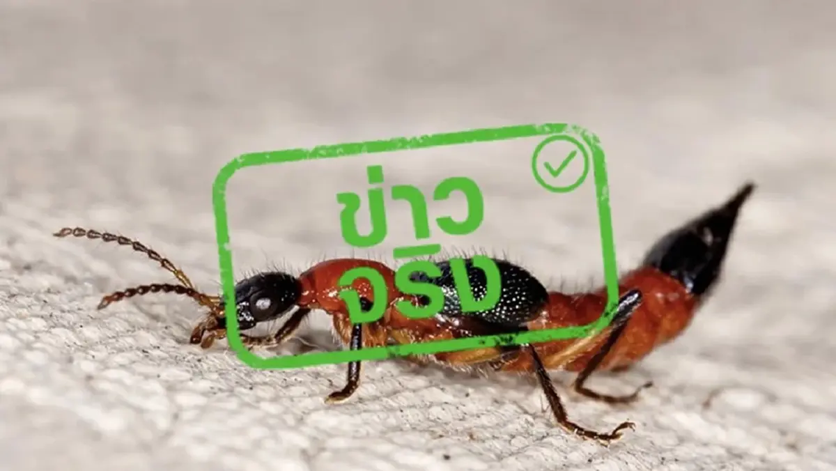 แมลงก้นกระดก อันตรายกว่าที่คิด โดยเฉพาะกับผู้ป่วยโรคนี้
