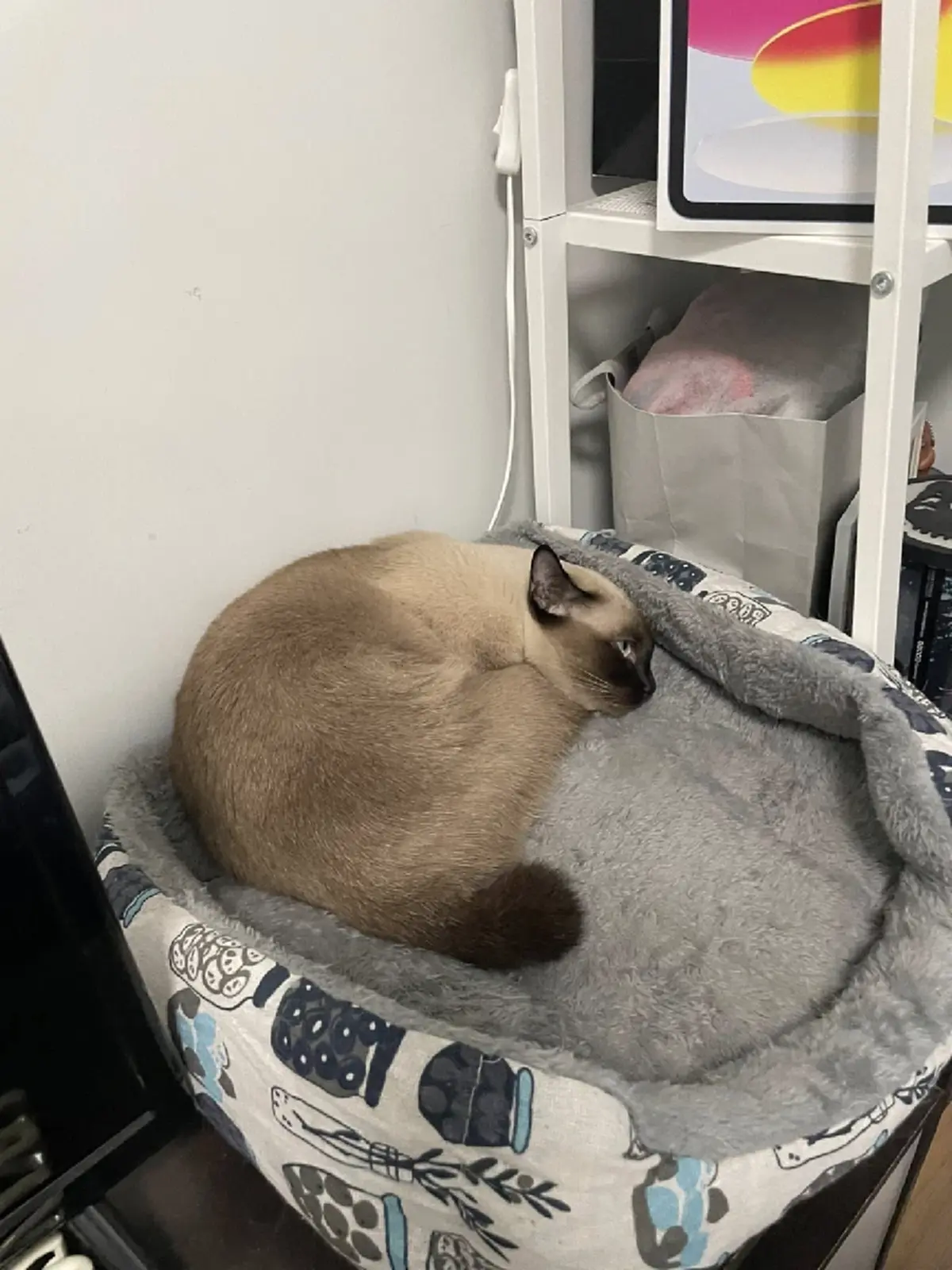 หนุ่มจุดธูป หวังสิ่งศักดิ์สิทธิ์ช่วย แมวสุดที่รักหายออกจากบ้าน