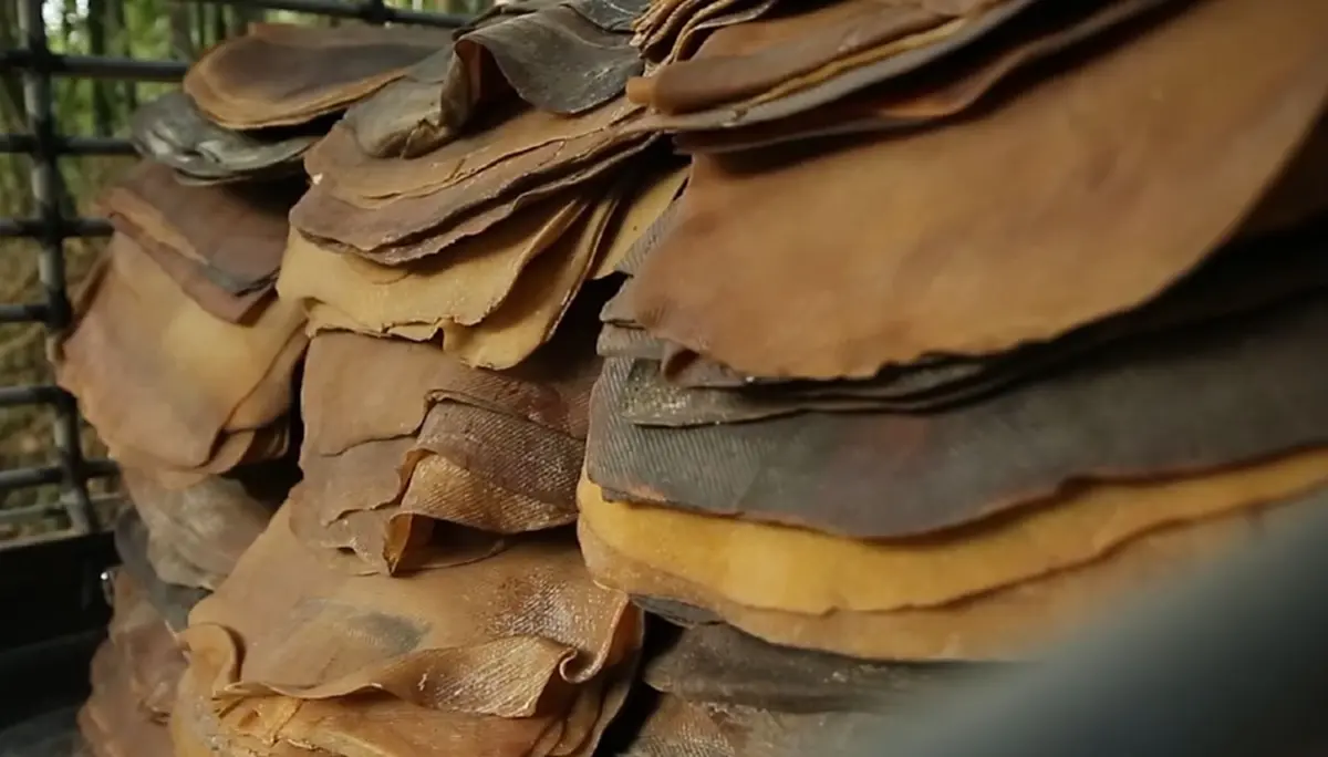 "โฉนดต้นยาง" เครื่องมือปราบ ยางเถื่อน ช่วยเกษตรไทย