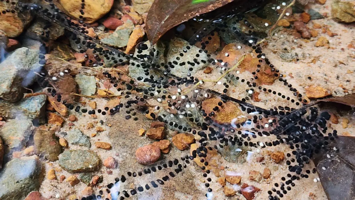 นักท่องเที่ยว เจอไข่ประหลาดในน้ำตก ก่อนชาวเน็ตเตือนถึงอันตราย