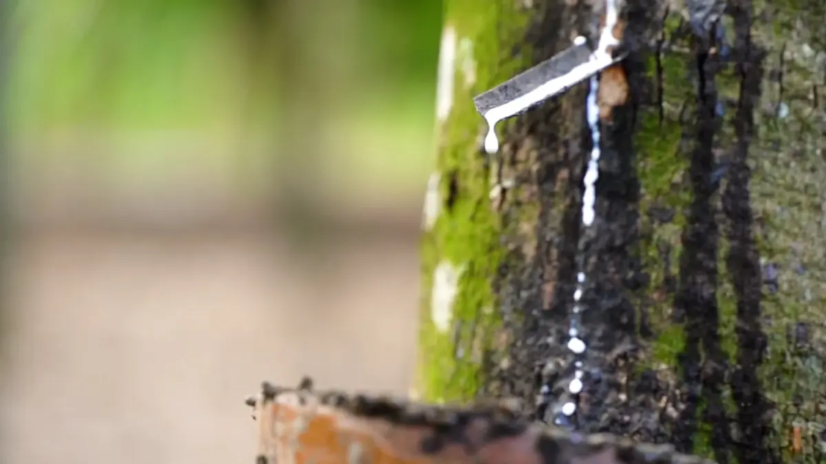 "โฉนดต้นยาง" เชื่อมยางพาราไทยสู่ตลาดโลก