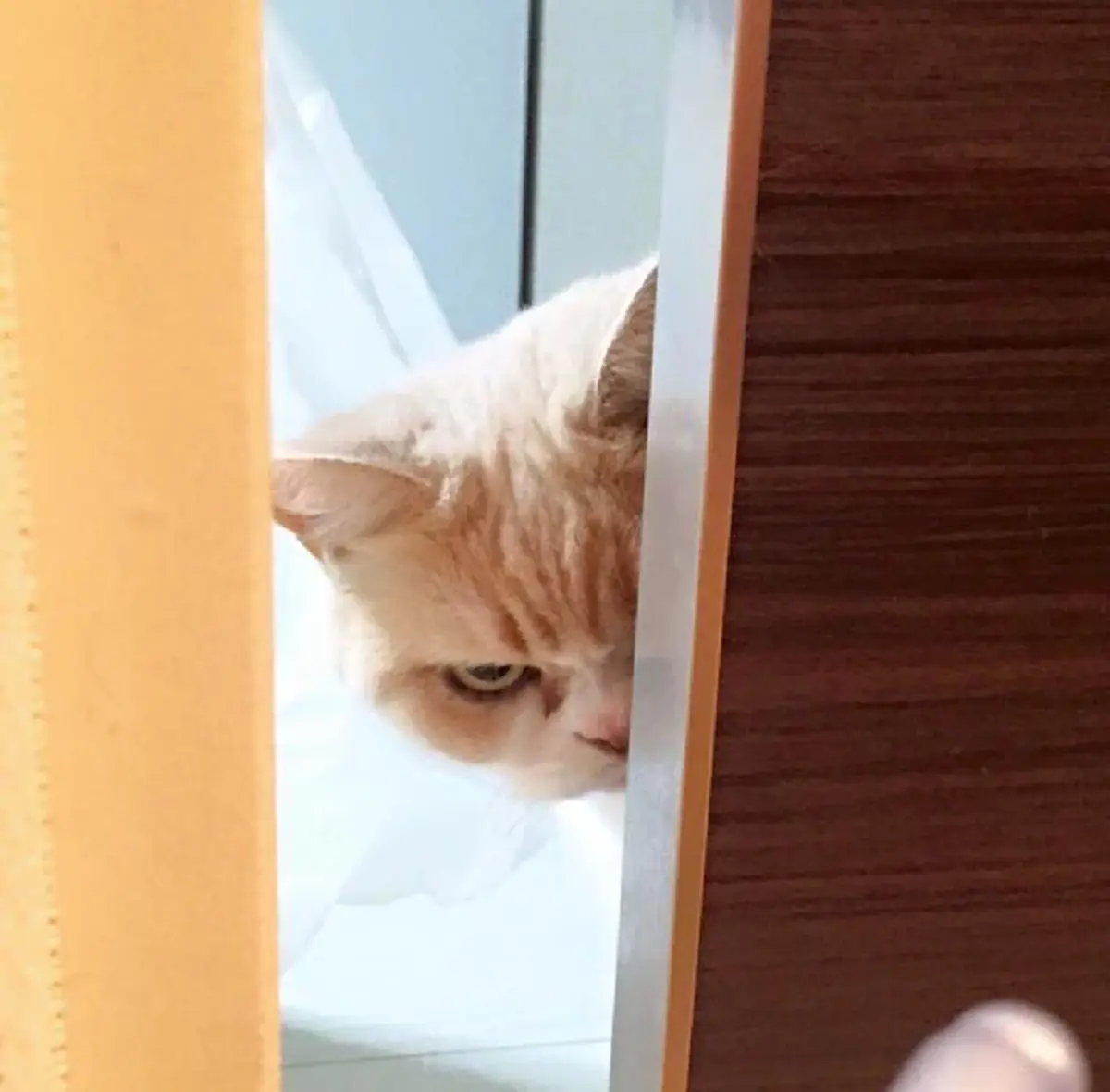 ”ทำไมแมวชอบแอบมอง”? ไขความลับสายตาที่ทำให้ทาสหลงรัก!