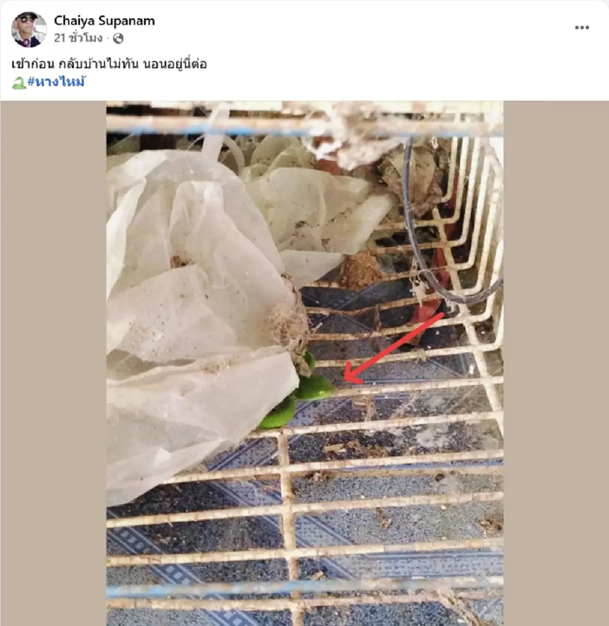 หนุ่มพบ งูเขียวหางไหม้ นอนเฝ้าหน้าบ้าน 3 คืนติด แห่ส่องเลขบ้าน