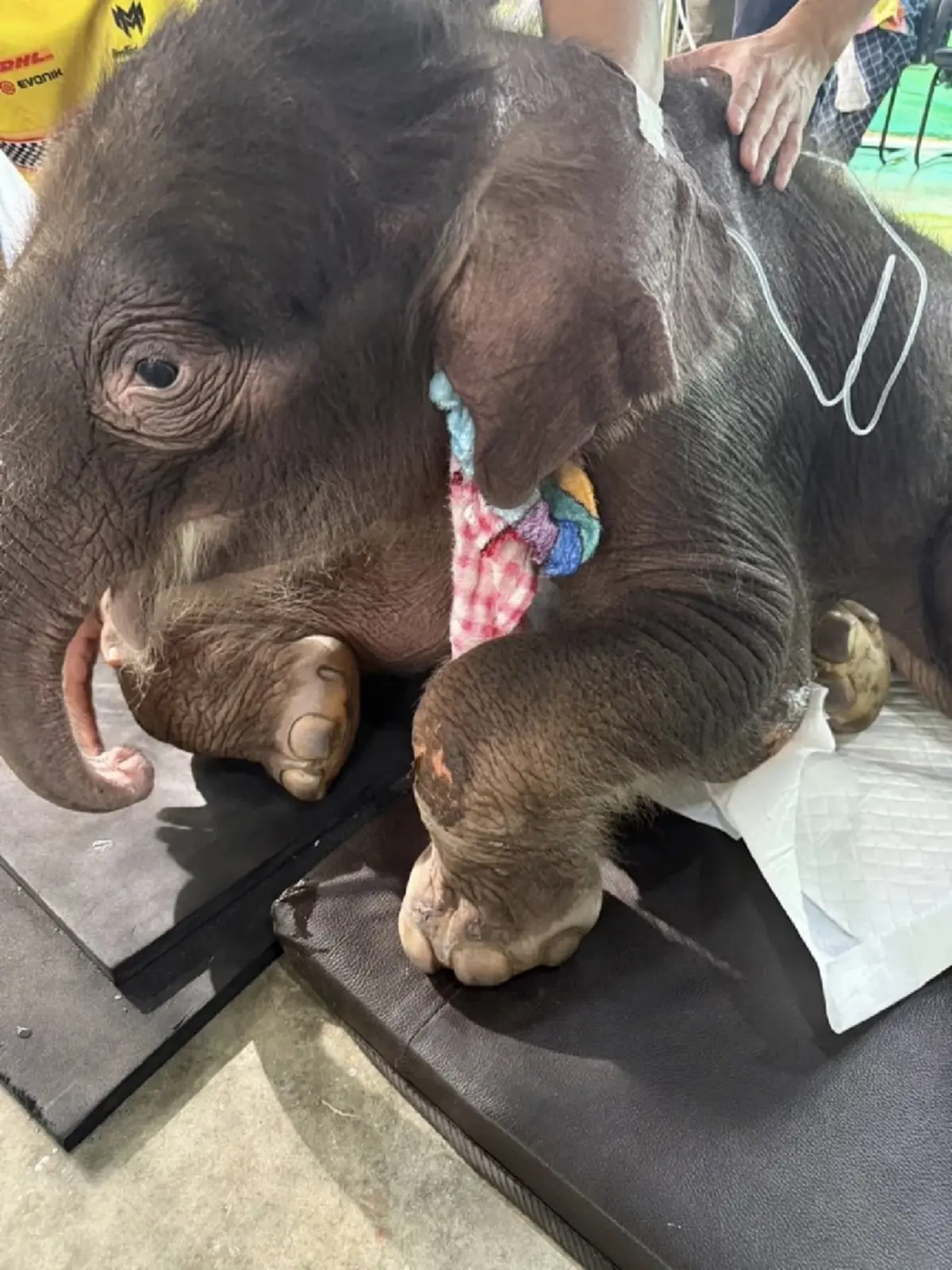เผยนิสัย น้องข้าวต้ม ลูกช้างพลัดหลง รู้แล้วยิ่งหลงรัก