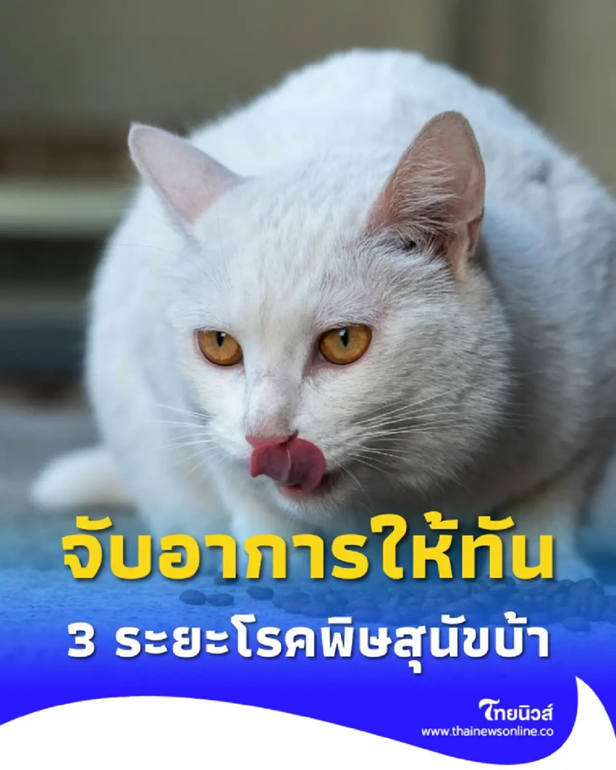 เช็กสัญญาณเตือน 3 ระยะโรคพิษสุนัขบ้า ก่อนสายเกินแก้