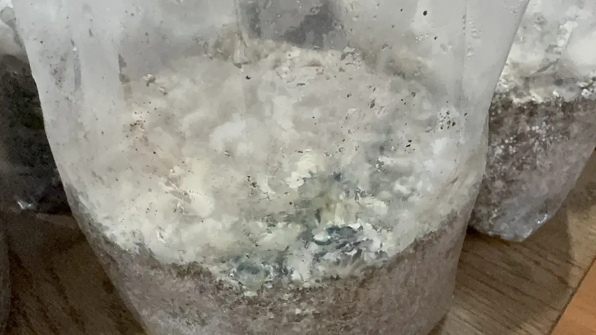 รวบหนุ่มวัย 25ปี ขายเห็ดขี้ควายออนไลน์ สุดอู้ฟู่ของกลาง 2.2 ล้าน