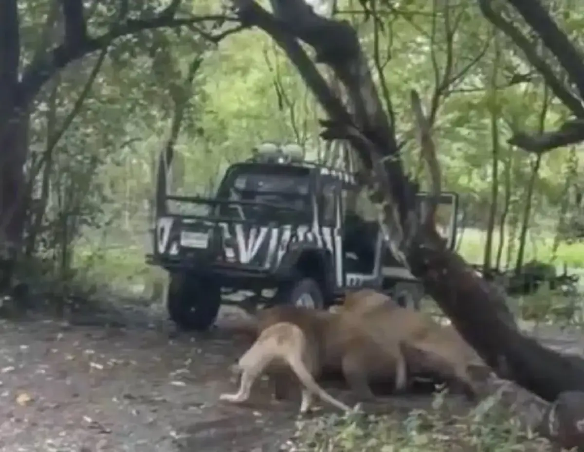 เอาจริง กลุ่มดัง ของดแชร์คลิปสิงโตรุมจนท.วอนอย่าเพิ่งโทษใคร