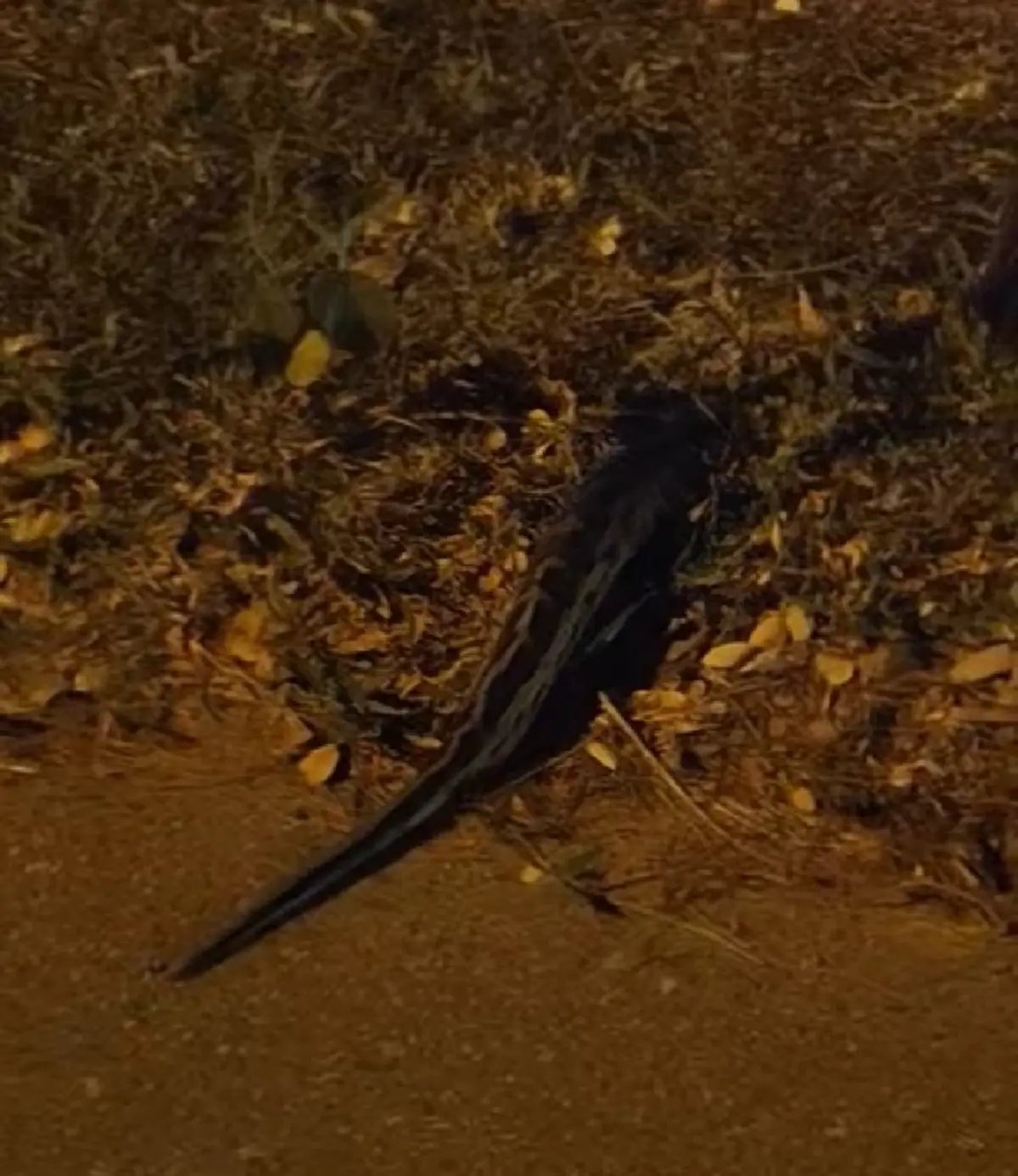 ฮือฮา งูเลื้อยเส้นตรงข้ามถนน ไม่กลัวคนถ่ายคลิป ทะเบียนรถให้โชค