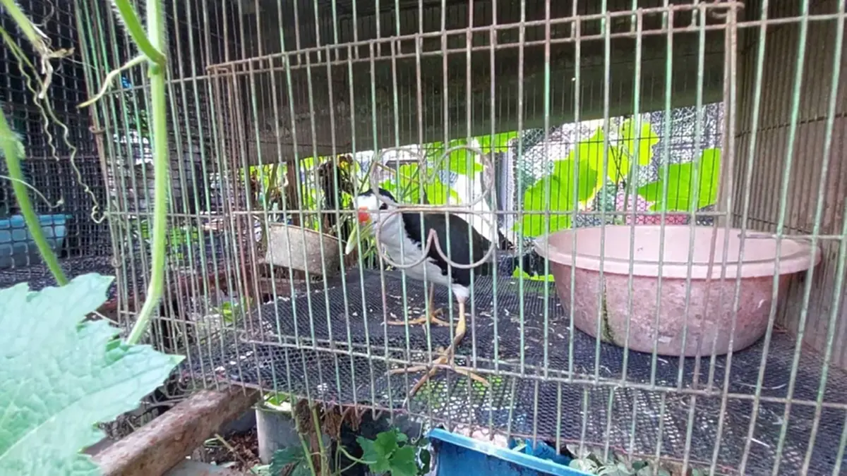 บุกคาบ้าน พ่อค้านกป่าคุ้มครอง ตรวจยึดของกลางได้เพียบ