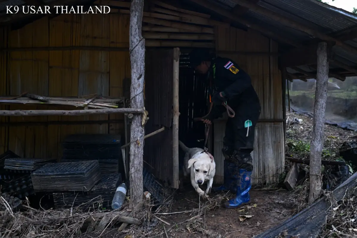 K9 ไม่ท้อ ฝ่าฝนโคลน ลิลลี่-ซาฮาร่า พบร่างผู้สูญหายเพิ่ม