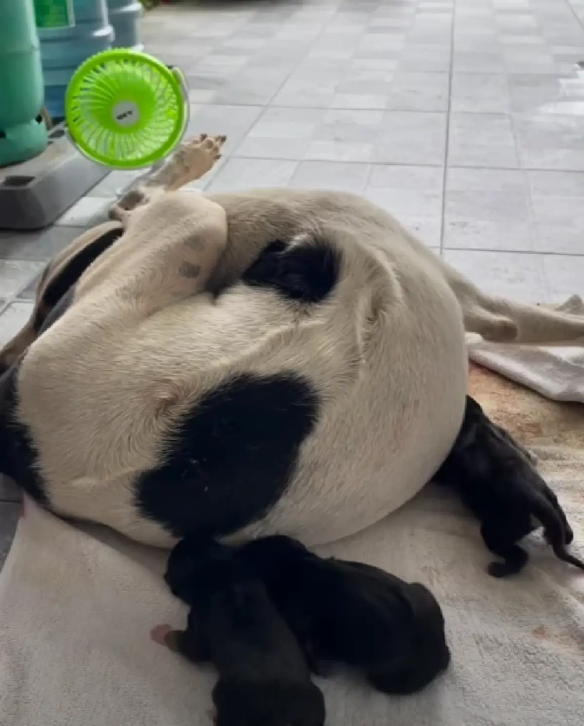 สาวตื่นเต้น เจอสุนัขจรคลอดลูกอยู่หน้าบ้าน ชาวเน็ตแห่ถามบ้านเลขที่