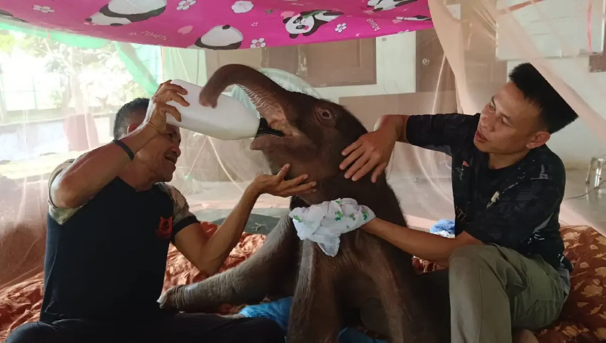 พบแม่ช้างป่า คาด\"พังสุขสันต์\" มุ่งหน้าพุชะนีตามหา\"ข้าวต้ม\"