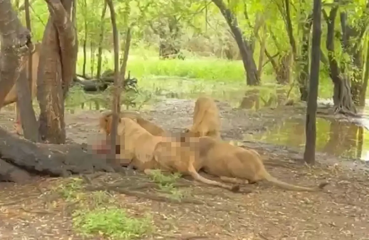 รู้แล้ว สาเหตุเจ้าหน้าที่สวนสัตว์ลงจากรถ ก่อนสิงโตรุมขย้ำดับ